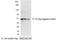 S Epitope Tag antibody, A190-134A, Bethyl Labs, Western Blot image 