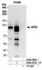 Serrate RNA effector molecule homolog antibody, A304-551A, Bethyl Labs, Immunoprecipitation image 