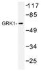 GRK1 antibody, AP01451PU-N, Origene, Western Blot image 