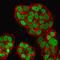 HNF-3A antibody, GTX34740, GeneTex, Immunofluorescence image 