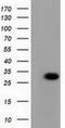 Phenazine Biosynthesis Like Protein Domain Containing antibody, NBP2-03265, Novus Biologicals, Western Blot image 