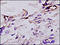 Coagulation factor VIII antibody, 250642, Abbiotec, Immunohistochemistry paraffin image 