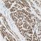 Cadherin-15 antibody, NBP1-88101, Novus Biologicals, Immunohistochemistry frozen image 