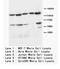 APAF antibody, AP23392PU-N, Origene, Western Blot image 