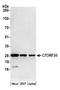 Chromosome 7 Open Reading Frame 50 antibody, A305-091A, Bethyl Labs, Western Blot image 