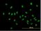 Zinc fingers and homeoboxes protein 1 antibody, H00011244-B01P-50ug, Novus Biologicals, Immunofluorescence image 