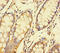 Complex I intermediate-associated protein 30, mitochondrial antibody, orb39252, Biorbyt, Immunohistochemistry paraffin image 