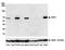 5'-Nucleotidase Ecto antibody, A700-054, Bethyl Labs, Western Blot image 