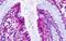 Prostaglandin E Receptor 4 antibody, GTX13380, GeneTex, Immunohistochemistry paraffin image 