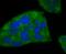 Ferritin Heavy Chain 1 antibody, NBP2-66835, Novus Biologicals, Immunocytochemistry image 