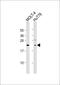 Leukemia-associated protein 7 antibody, MBS9216241, MyBioSource, Western Blot image 
