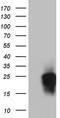 Granulophysin antibody, TA802751, Origene, Western Blot image 