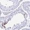 Shisa Family Member 8 antibody, NBP2-32436, Novus Biologicals, Immunohistochemistry frozen image 