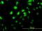 MAP kinase-interacting serine/threonine-protein kinase 2 antibody, H00002872-M04, Novus Biologicals, Immunofluorescence image 