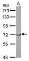 General Transcription Factor IIF Subunit 1 antibody, PA5-30050, Invitrogen Antibodies, Western Blot image 