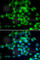 Sirtuin 3 antibody, A7307, ABclonal Technology, Immunofluorescence image 