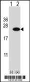 Cold-inducible RNA-binding protein antibody, 63-800, ProSci, Western Blot image 