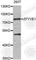 Zinc Finger FYVE-Type Containing 1 antibody, A7527, ABclonal Technology, Western Blot image 