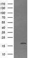 Cancer/Testis Antigen 1B antibody, LS-C338017, Lifespan Biosciences, Western Blot image 