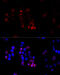 ATP Binding Cassette Subfamily G Member 8 antibody, 18-361, ProSci, Immunofluorescence image 
