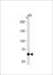 Protein Phosphatase With EF-Hand Domain 2 antibody, LS-C163897, Lifespan Biosciences, Western Blot image 