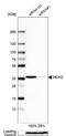 Malate dehydrogenase, mitochondrial antibody, NBP1-89539, Novus Biologicals, Western Blot image 
