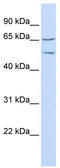 Protein tweety homolog 1 antibody, TA335497, Origene, Western Blot image 