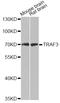 TNF Receptor Associated Factor 3 antibody, A0875, ABclonal Technology, Western Blot image 