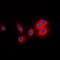 BCAR3 antibody, orb338888, Biorbyt, Immunofluorescence image 