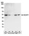 DAZ-associated protein 1 antibody, A303-985A, Bethyl Labs, Western Blot image 