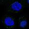 Lipase A, Lysosomal Acid Type antibody, NBP2-47397, Novus Biologicals, Immunofluorescence image 