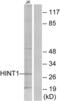 Hint antibody, abx013507, Abbexa, Western Blot image 