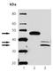 Caspase 9 antibody, ADI-905-686-100, Enzo Life Sciences, Western Blot image 