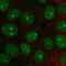 Integrator complex subunit 3 antibody, HPA074391, Atlas Antibodies, Immunofluorescence image 