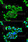 DNA repair protein RAD51 homolog 4 antibody, A7534, ABclonal Technology, Immunofluorescence image 