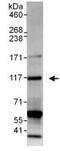 E2F Transcription Factor 8 antibody, ab109596, Abcam, Immunoprecipitation image 