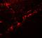 Dendritic Cell Associated Nuclear Protein antibody, LS-C336160, Lifespan Biosciences, Immunofluorescence image 