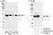 Non-SMC Condensin I Complex Subunit H antibody, A300-603A, Bethyl Labs, Western Blot image 