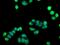 Sialic Acid Binding Ig Like Lectin 9 antibody, MA5-24919, Invitrogen Antibodies, Immunocytochemistry image 
