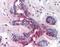 Dug antibody, orb86722, Biorbyt, Immunohistochemistry paraffin image 