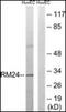Mitochondrial Ribosomal Protein L24 antibody, orb96574, Biorbyt, Western Blot image 