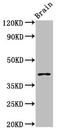 Neuronal-specific septin-3 antibody, CSB-PA021026LA01HU, Cusabio, Western Blot image 