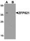 Zinc Finger Protein 821 antibody, PA5-38041, Invitrogen Antibodies, Western Blot image 
