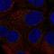 Colony Stimulating Factor 2 antibody, HPA062006, Atlas Antibodies, Immunocytochemistry image 