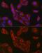 Fructose-Bisphosphatase 1 antibody, GTX54007, GeneTex, Immunofluorescence image 