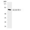 C2 Calcium Dependent Domain Containing 6 antibody, LS-C200121, Lifespan Biosciences, Western Blot image 