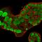 Nucleolin antibody, GTX34916, GeneTex, Immunofluorescence image 