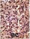 BCL2 Interacting Protein 3 antibody, 56-927, ProSci, Immunofluorescence image 