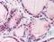 58K Golgi protein antibody, orb88437, Biorbyt, Immunohistochemistry paraffin image 