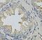 Lipopolysaccharide-induced tumor necrosis factor-alpha factor antibody, FNab04798, FineTest, Immunohistochemistry frozen image 